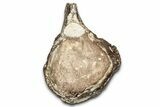 Fossil Plesiosaur Caudal Vertebra - Asfla, Morocco #328647-2